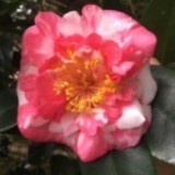 R. L. Wheeler Variegated